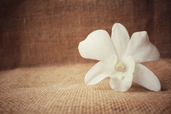 Flor de orquídea blanca —  Fotos de Stock