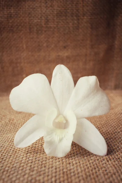 Белый цветок орхидеи — стоковое фото