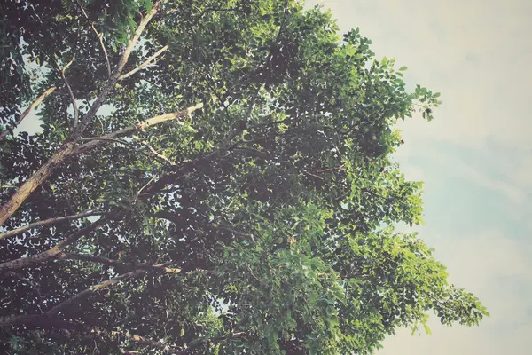 Baum im Wald — Stockfoto