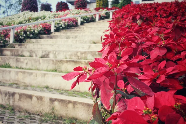 Flores de poinsettia roja con escalera —  Fotos de Stock