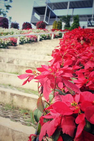 Rode poinsettia bloemen met trap — Stockfoto