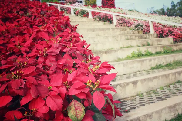 Flores poinsettia vermelhas com escadaria — Fotografia de Stock