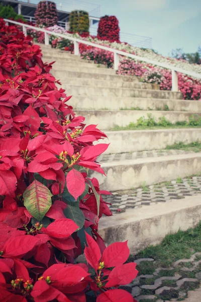 Rode poinsettia bloemen met trap — Stockfoto