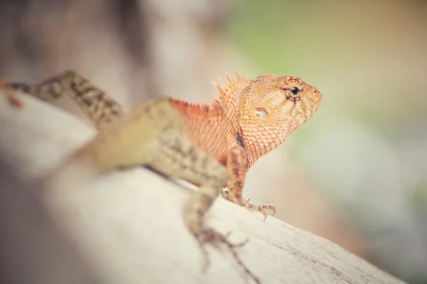 Lagarto tailandés marrón en el árbol —  Fotos de Stock