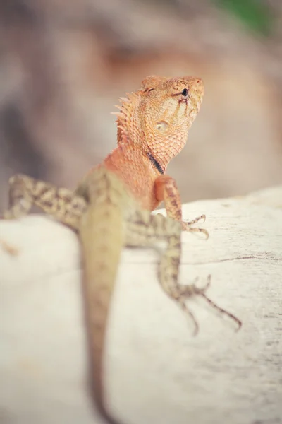 Lagarto tailandés marrón en el árbol —  Fotos de Stock