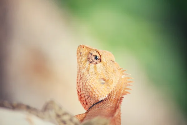 Lagarto tailandés marrón en el árbol — Foto de Stock