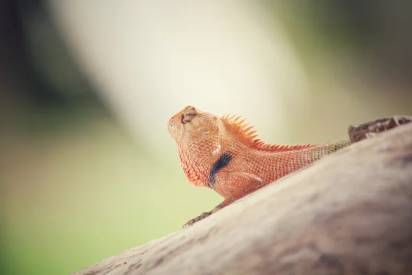 树上的棕色泰国蜥蜴 — 图库照片