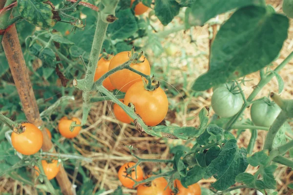 トマトの木にまだ — ストック写真