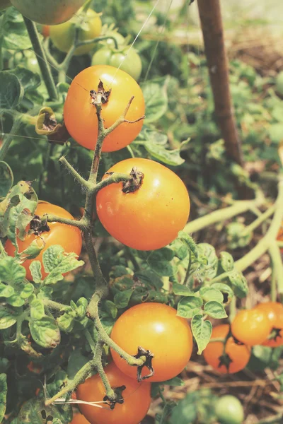 Tomates ainda na árvore — Fotografia de Stock
