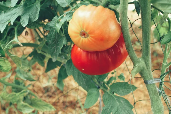 Pomodori ancora su albero — Foto Stock