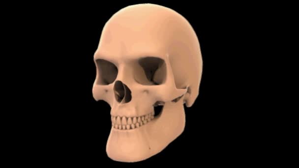 3d rendu crâne tourné 