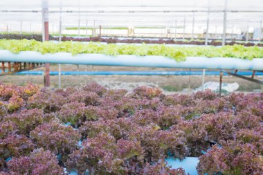 taze kırmızı ve yeşil sebze salatası