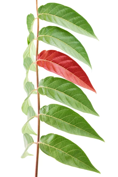 Foliage — Stock Photo, Image