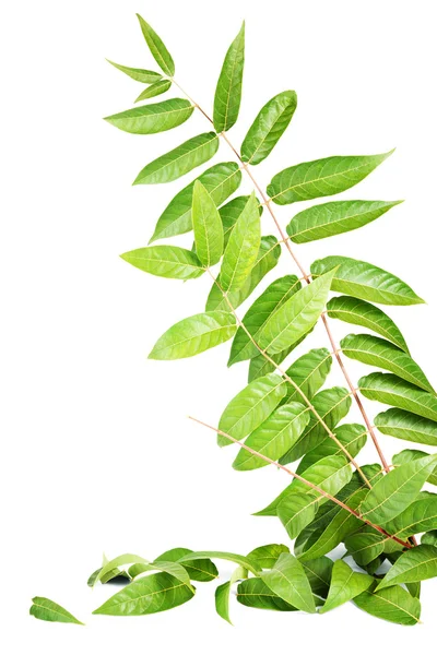 Foliage — Stock Photo, Image
