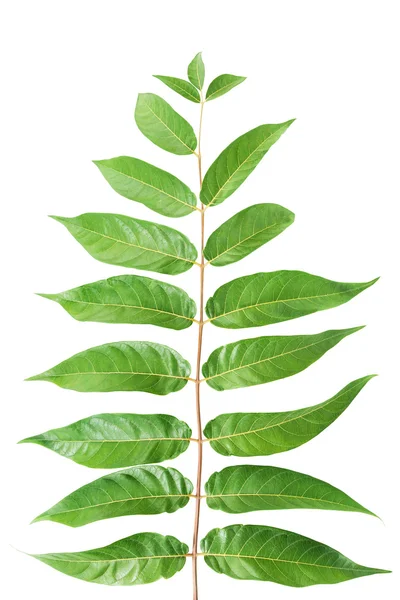 Foliage — Stock Photo, Image