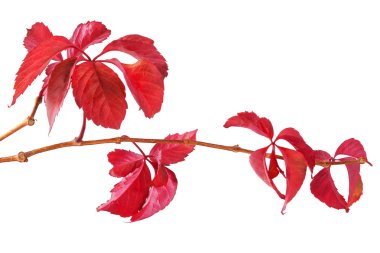 Sonbahar Yaprakları