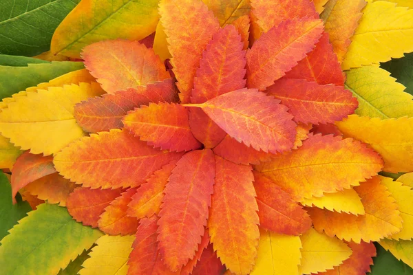 Herbstblätter — Stockfoto