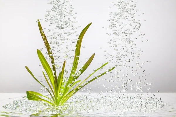 Plant under the water — Stock Photo, Image