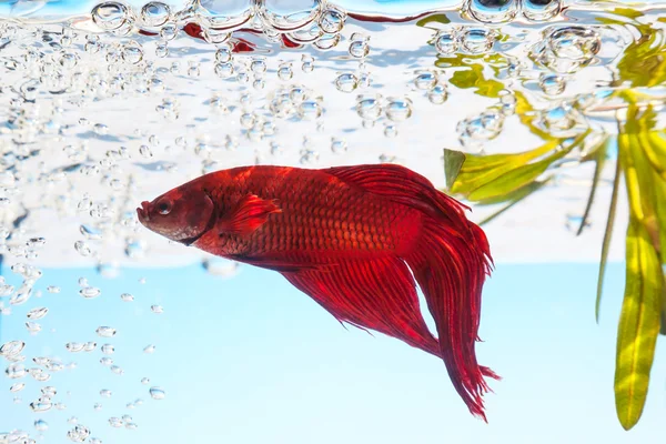 Peces de acuario — Foto de Stock