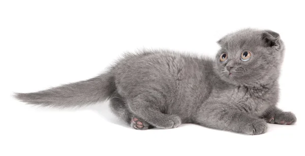 Grijze kitten — Stockfoto