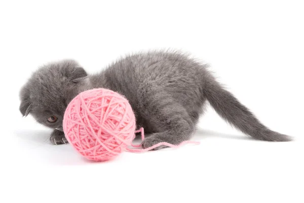 Gray kitten — Stock Photo, Image