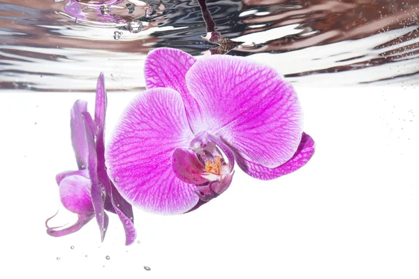 Orchid під водою — стокове фото