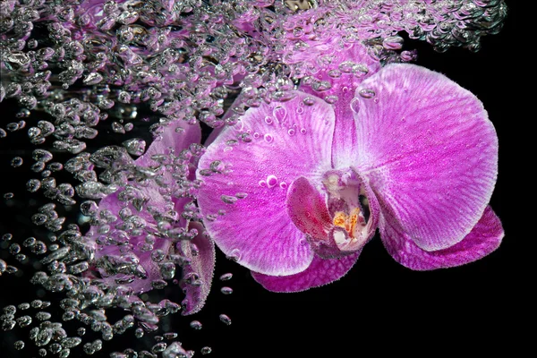 Orchidea sott'acqua — Foto Stock