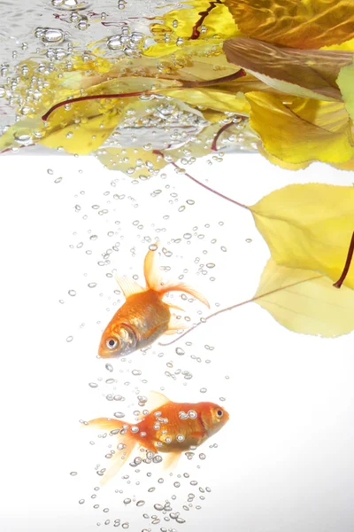 Hojas de otoño en el agua —  Fotos de Stock