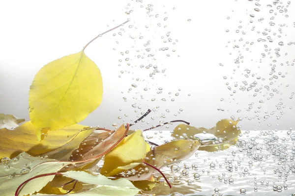 Herbstblätter im Wasser — Stockfoto