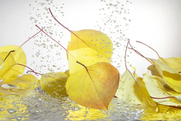 Feuilles d'automne dans l'eau — Photo