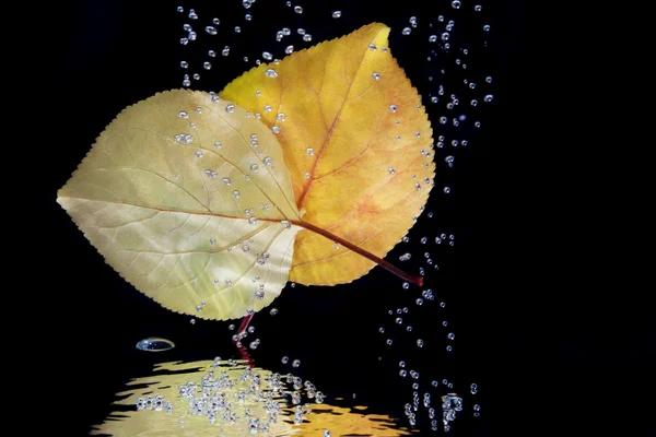 Folhas de outono em água — Fotografia de Stock