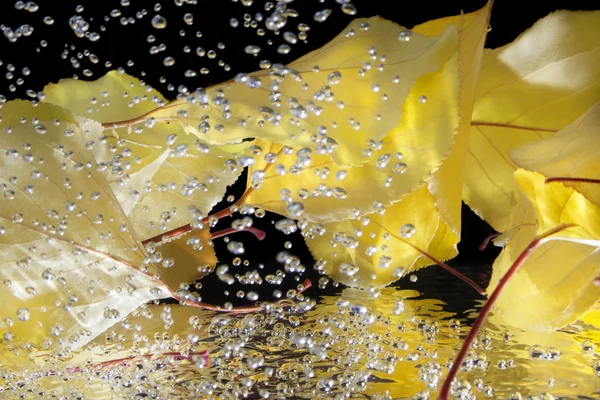 Autumn leaves in water — Stock Photo, Image