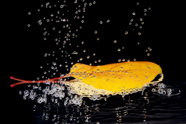 秋叶在水里 — 图库照片