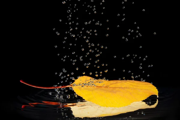 Autumn leaf in water — Stock Photo, Image