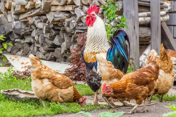 Polla, gallo de colores, pollos, verano — Foto de Stock