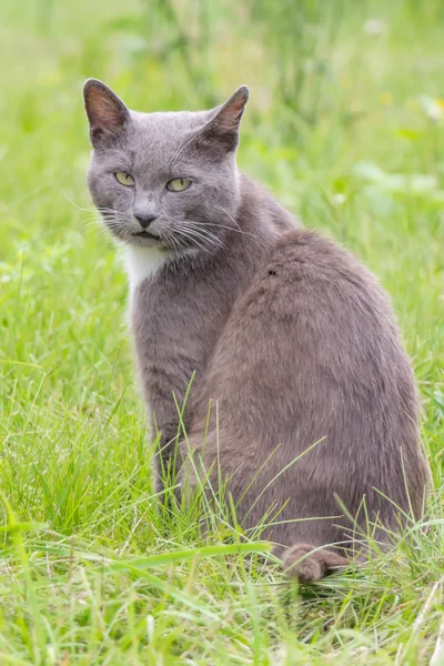 Wild grey village cat face meows — Stock Photo, Image