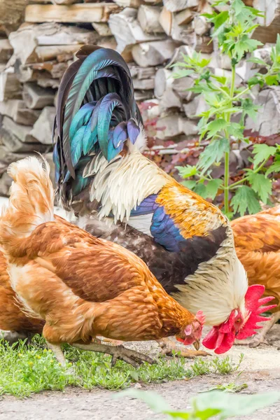 Cock, colorful rooster, chickens, summer — Stock Photo, Image