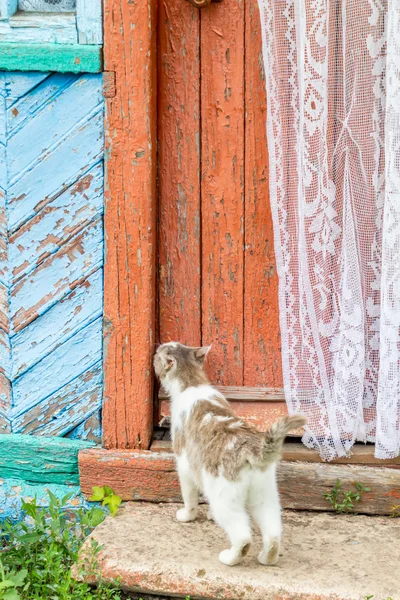 Cat near closed door. — Stock Photo, Image