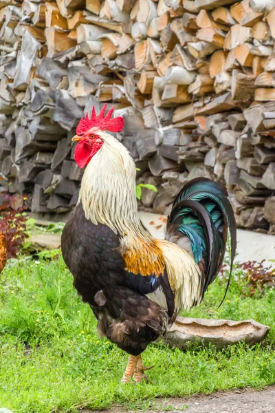 Rooster cock on green grass — Stock Photo, Image