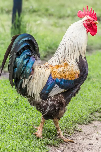 Rooster cock on green grass — Stock Photo, Image