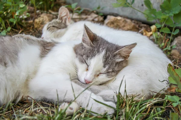 Wild country grey cat tongue summer nature. Sleeping — Stock Photo, Image