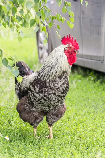 Colorful rooster, summer — Stock Photo, Image