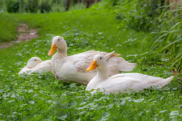 Beautiful rustic duck — Stock Photo, Image