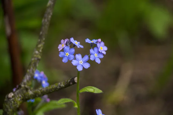 Blomma blå hjärta, våren — Stockfoto