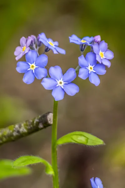 Blomma blå hjärta, våren — Stockfoto