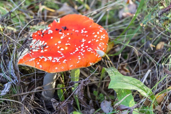 Červená muchomůrka houby. — Stock fotografie