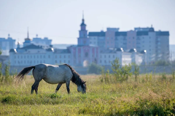 Koń Jakut Wypasający Się Zielonej Łące Tle Miasta — Zdjęcie stockowe