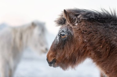 Yakut tüylü bir atın yakın portresi. Kahverengi atın kafası yakın.
