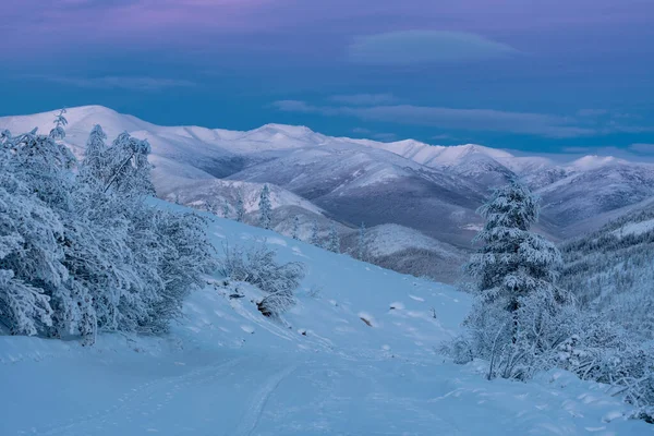 Wieczorny Krajobraz Ośnieżonych Gór Drzew Drzewa Pokryte Śniegiem Różowymi Chmurami — Zdjęcie stockowe