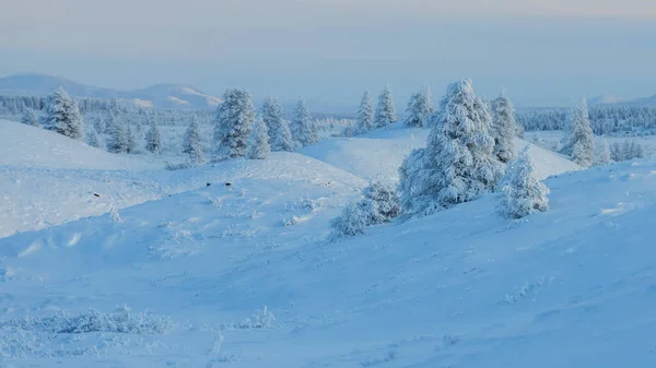 Panorama Zimowego Krajobrazu Ośnieżonych Gór Drzewa Pokryte Śniegiem Słoneczny Dzień — Zdjęcie stockowe